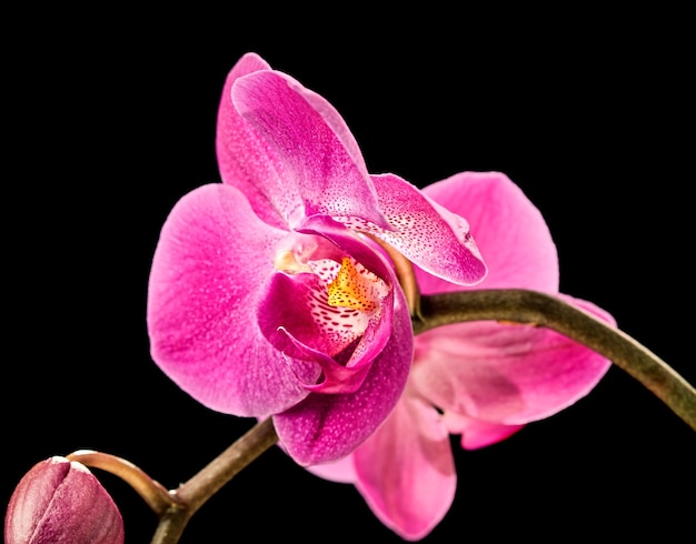 Phalaenopsis. Kolorowa różowa orchidea na czarnym tle