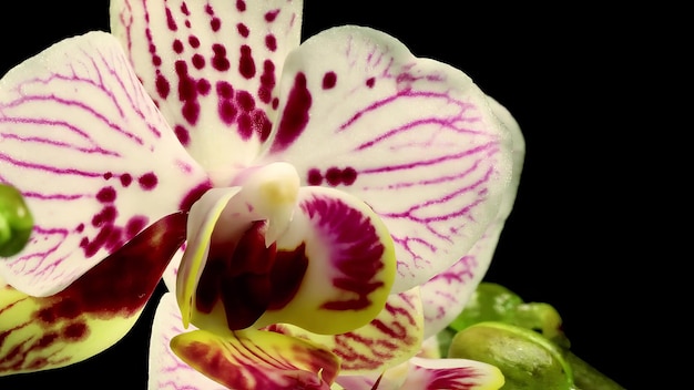 Zdjęcie phalaenopsis moth orchidea kwitnące kwiaty timelapse czarny