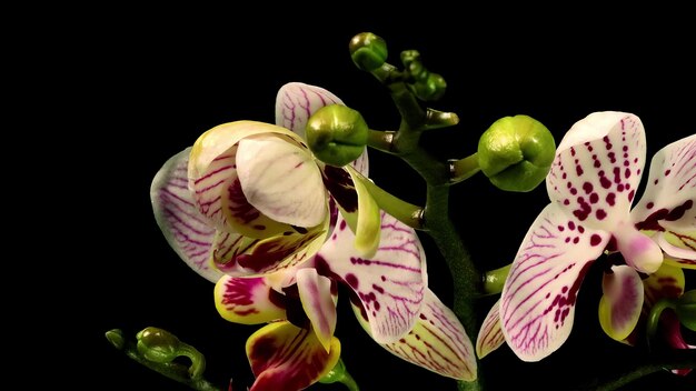 Zdjęcie phalaenopsis moth orchidea kwitnące kwiaty timelapse czarny