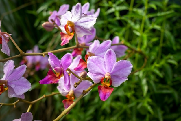 Zdjęcie phalaenopsis schilleriana lub powszechnie znana jako orchidee księżycowe płytkiego fokusu