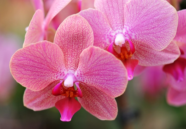 Phalaenopsis