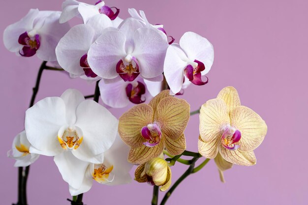 Phelaenopsis orchidea Kwiat orchidei na różowym tle Selektywne skupienie zbliżenie kopia miejsca