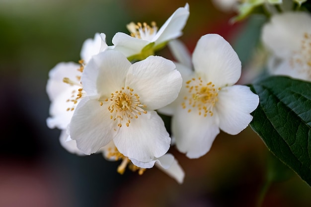 Philadelphus coronarius lub słodkie fałszywe pomarańczowe białe kwiaty w projekcie ogrodu