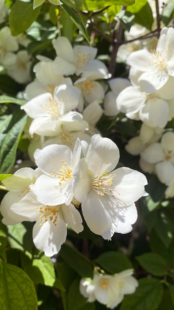 Philadelphus coronarius słodka jaśminowa pomarańcza Krzew o białych kwiatach o bogatym zapachu