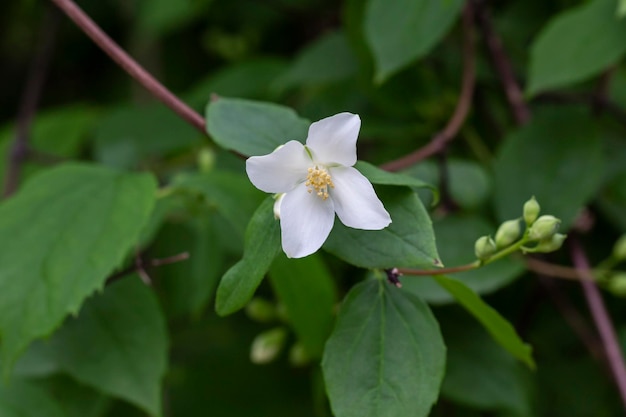 Philadelphus Nazywane są mockorange w odniesieniu do ich kwiatów kwiatów i jaśminu Jasminum