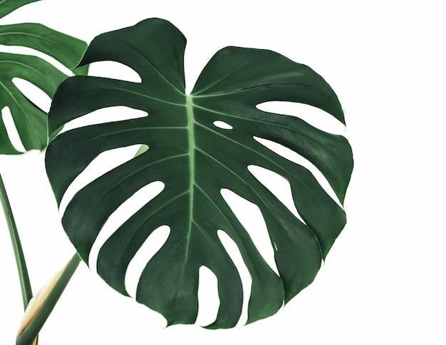 Philodendron Monstera Plant. W Kształcie Serca Zielone Liście Rośliny Homalomena (homalomena Rubescens) Tropikalnej Rośliny Doniczkowej Na Białym Tle,