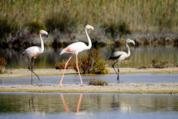 Phoenicopterus roseus - El flamenco comn es una especie de fenicopteriforme.