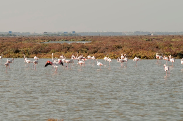 Phoenicopterus roseus - flaming pospolity to gatunek ptaka fenicopteriform.