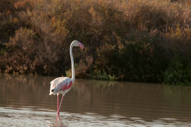 Phoenicopterus roseus - Flaming pospolity to gatunek ptaka phoenicopteriform