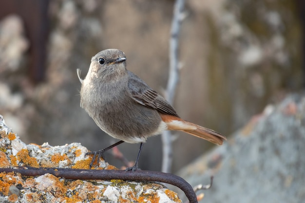 Phoenicurus Ochruros W Swoim Naturalnym środowisku