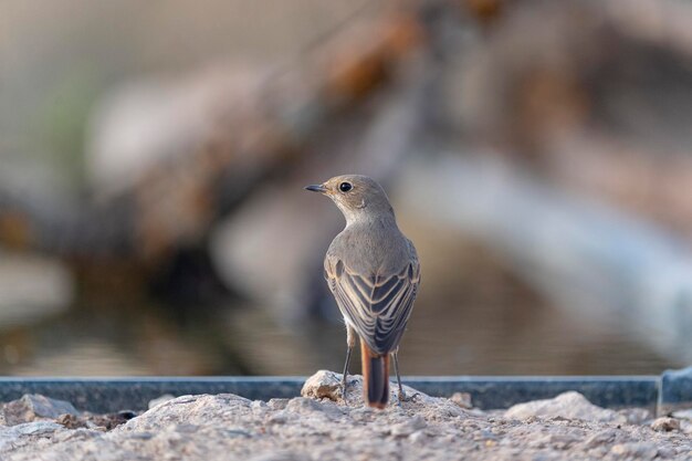 Phoenicurus phoenicurus Cordoba Hiszpania