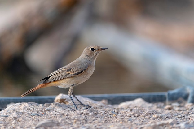 Phoenicurus phoenicurus Cordoba Hiszpania