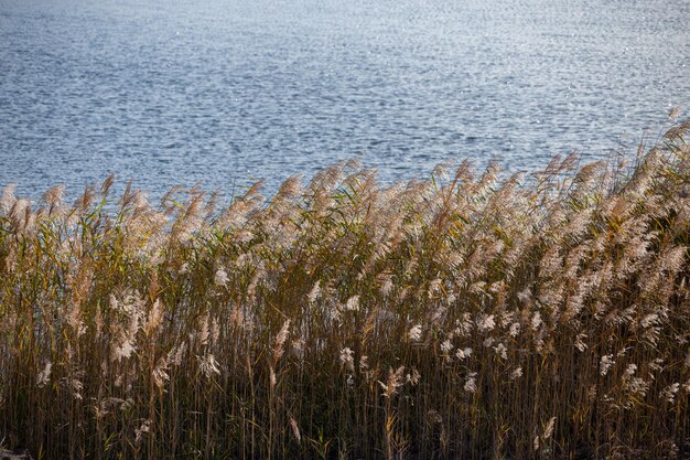 Phragmites australis trzcina pospolita gęste zarośla w świetle dziennym tafla wody jeziora w tle podświetlana od tyłu