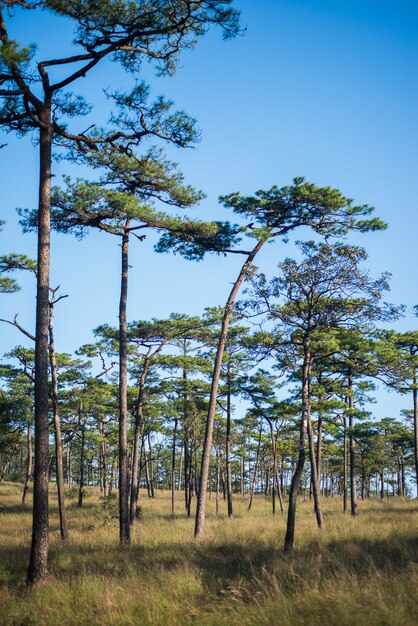 Phu soi dao