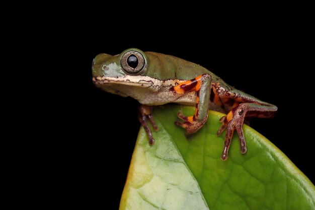 Phyllomedusa Hypochondrialis Pnąca Się Po Zielonych Liściach