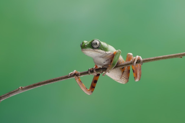 Phyllomedusa hypochondrialis wspina się na gałąź