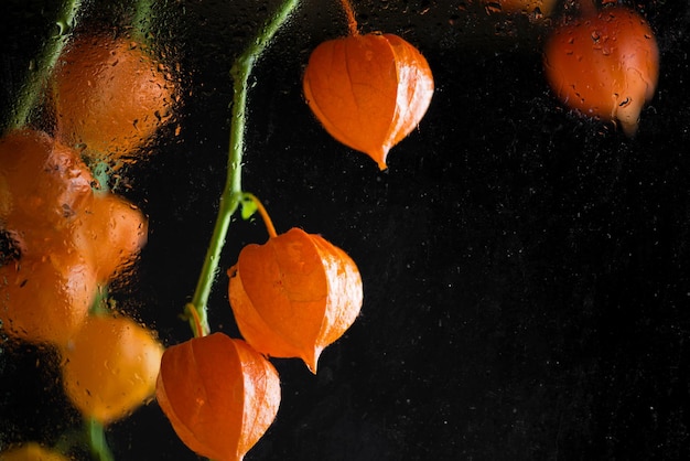 Physalis z czerwonymi owocami i zielonymi kolorowymi liśćmi na czarnym odizolowanym tle z bliska