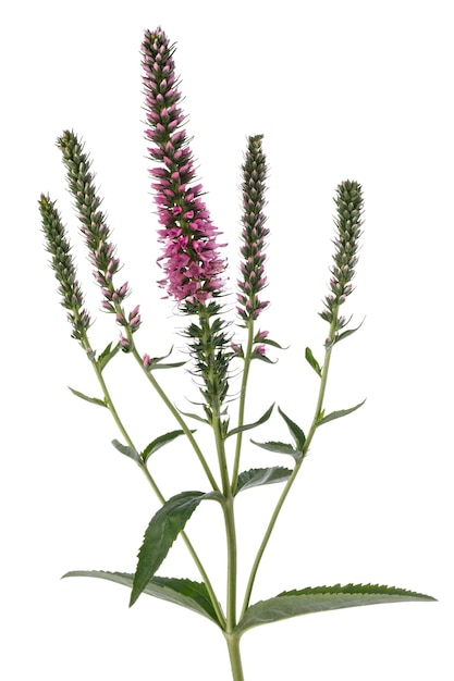 Physostegia virginiana kwitnie na białym tle.