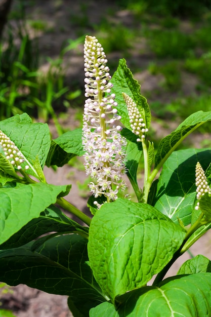 Phytolacca (znany jako pokeweeds, pokebush, pokeberry, pokeroot lub poke sallet) kwiaty i liście zbliżenie