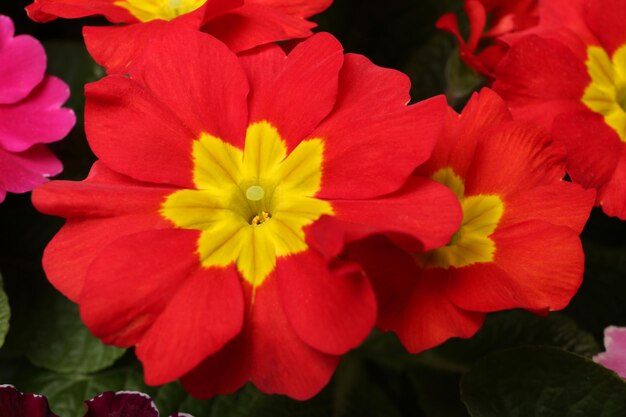 Pi?kna wiesio?kowata ro?lina z czerwonymi kwiatami przeznaczone do walki radioelektronicznej Wiosna kwiat