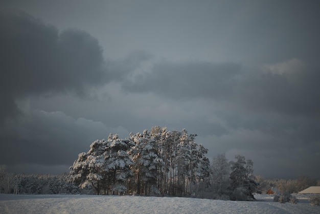 Pi?kne drzewa zim? Grupa pojedynczych drzew w otwartym polu snowy zimy