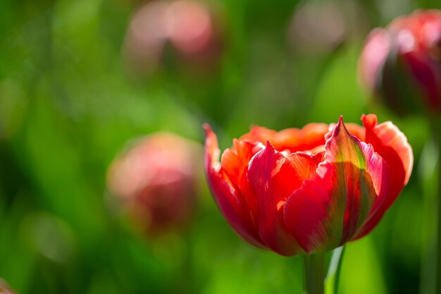 Pi?kne wiosenne kwiaty Czerwony tulipan na tle natury