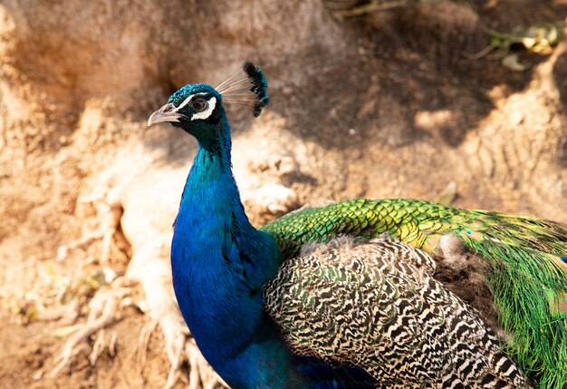 Zdjęcie pi?kny portret ptaka peafowl przeznaczone do walki radioelektronicznej peafowl głowy na niewyraźne tło