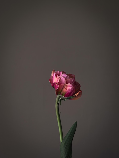 Pi?kny ró?owy tulipan na szarym tle Stylowy kwiat martwa nastrojowa kompozycja artystyczna Niesamowity kwiatowy tapety pionowej
