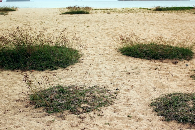 Zdjęcie piasek i trawa na brzegu.