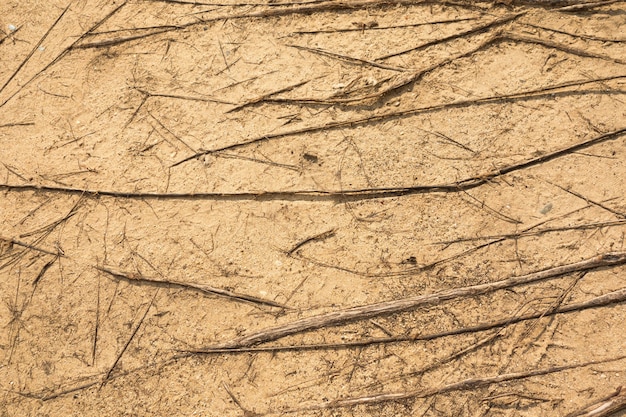 Piasek z drzewo korzenia teksturą, tło