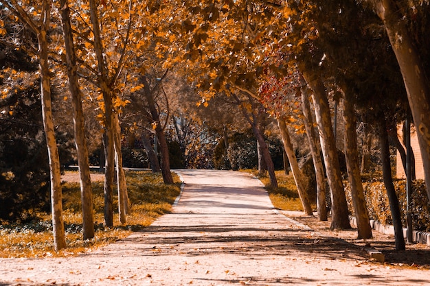 Piaskowa ścieżka między drzewami w parku w jesienny dzień. Skopiuj miejsce. Selektywne skupienie.