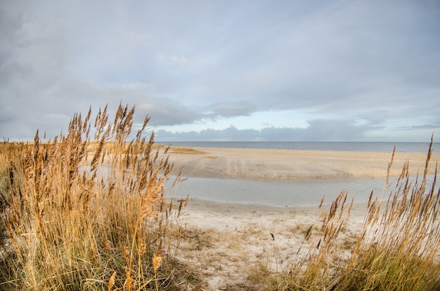 Piaskowata plaża z żółtymi wysokimi trawa krzakami blisko morza w Niemcy. Pochmurny chłodny dzień i szare pochmurne niebo. Wakacje nad morzem w zimnych porach roku