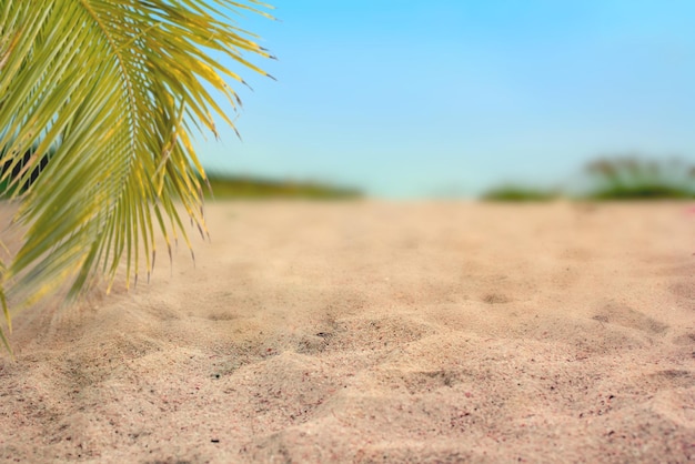 Piaszczysta plaża i liście palmowe letnia turystyka