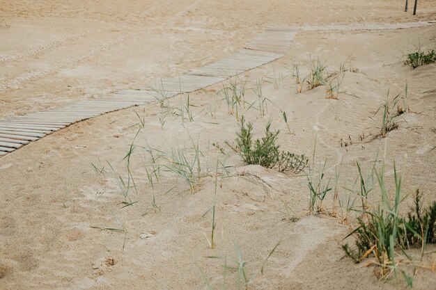 Zdjęcie piaszczysta plaża wybrzeże