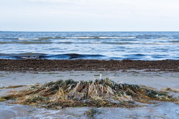 Piaszczysta plaża ze schowkiem z zamarzniętą trawą i lodem na tle morza