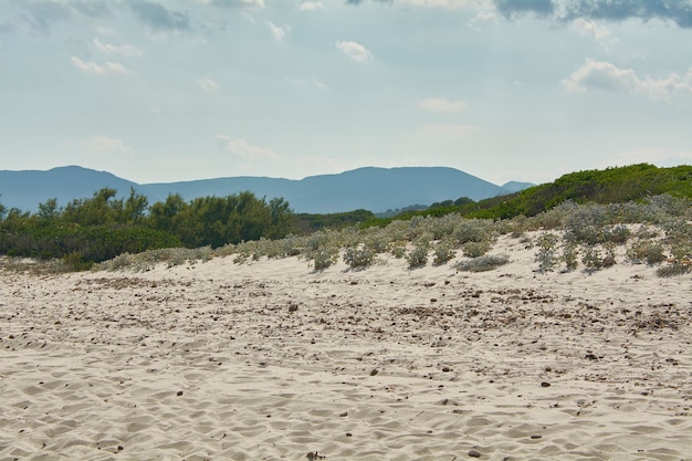 Piaszczysta plaża ze śródziemnomorską roślinnością w tle pokryta błękitnym niebem