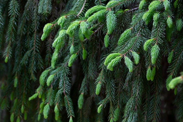 Picea abies Zbliżenie świerkowych gałęzi wiosną Iglasta zielona tekstura