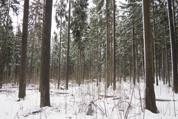 Picea picea jest iglastym drzewem wiecznie zielonym z rodziny sosnowatych (Pinaceae) Drzewa wiecznie zielone Picea abies jest szeroko rozpowszechniony w północnej Europie Śnieżny zimowy las iglasty