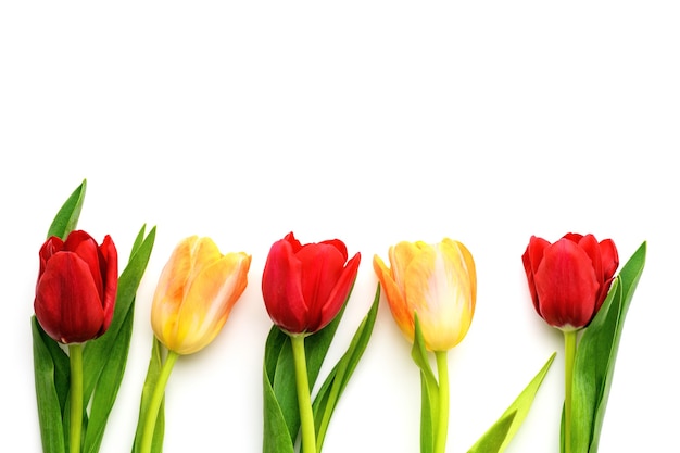 Pięć czerwonych i żółtych tulipanów na białym tle, kopia przestrzeń. Tło wiosna i lato. Dzień Matki, Wielkanoc i święta sezonowe