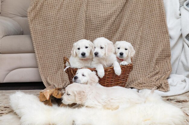 Zdjęcie pięć szczeniąt golden retriever siedzi w wiklinowym koszu