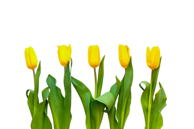 Pięć żółtych tulipanów na białym tle jest dokładnie z rzędu