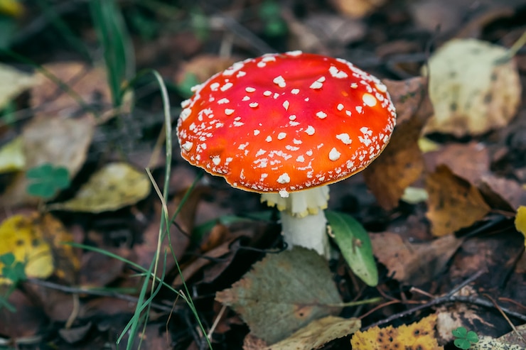 Zdjęcie pieczarka muchomor w lesie na tle jesiennych liści