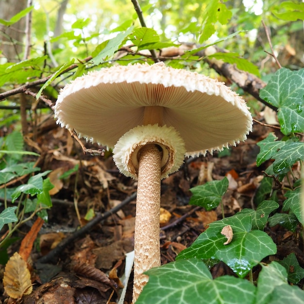 Pieczarka ogrodowa Macrolepiota procera to gatunek pieczarek z rodziny pieczarek Owocniki mają kształt kapelusza centralny Saprotrof rośnie na glebach piaszczystych w jasnych lasach na polanach i krawędziach