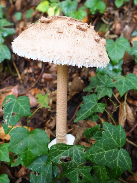 Pieczarka ogrodowa Macrolepiota procera to gatunek pieczarek z rodziny pieczarek Owocniki mają kształt kapelusza centralny Saprotrof rośnie na glebach piaszczystych w jasnych lasach na polanach i krawędziach