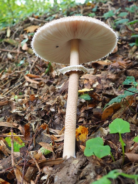 Pieczarka ogrodowa Macrolepiota procera to gatunek pieczarek z rodziny pieczarek Owocniki mają kształt kapelusza centralny Saprotrof rośnie na glebach piaszczystych w jasnych lasach na polanach i krawędziach