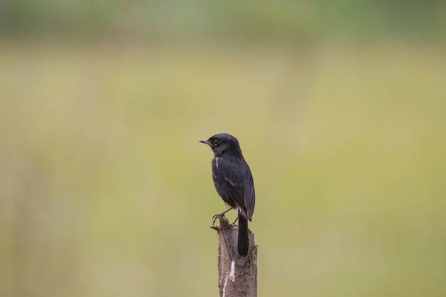 Pied Bushchat (Saxicola caprata) ptak