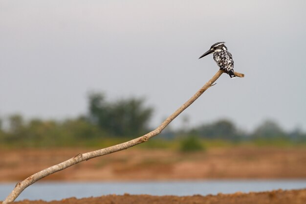 Pied Kingfisher siedzący na gałęzi