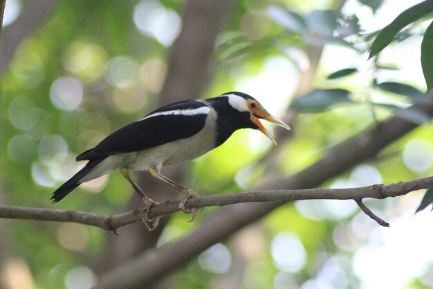 Pied Myna