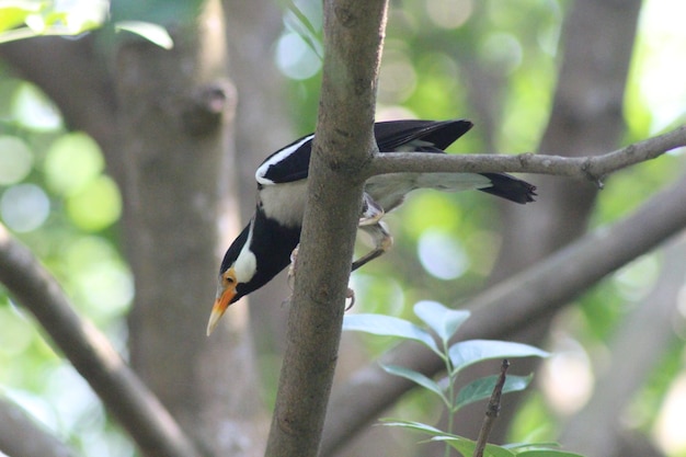 Pied Myna