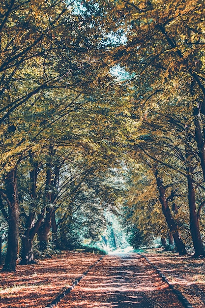 Piękna aleja w parku z kolorowymi drzewami jesienny krajobraz ogrodowy chodnik z malowniczym